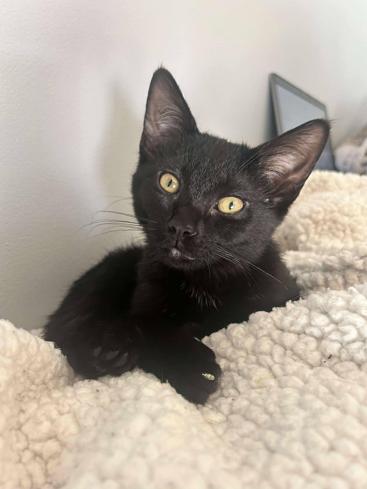 Enlarge Sweet Dee(andra Reynolds), a Adoptable Domestic Short Hair in Burton, MI image 3/3