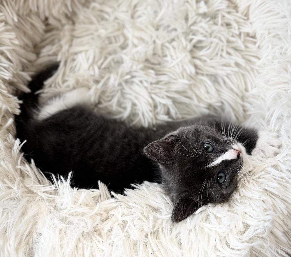 Foundation's kitten: King Stud, a Adopted Domestic Short Hair in Warren, CT image 2/2