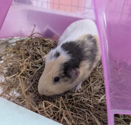Slurpee, Adoptable, Adult Male Guinea Pig.