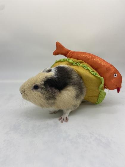 Slurpee, Adoptable, Adult Male Guinea Pig.