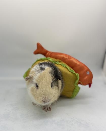Enlarge Slurpee, a Adoptable Guinea Pig in Largo, FL image 2/3