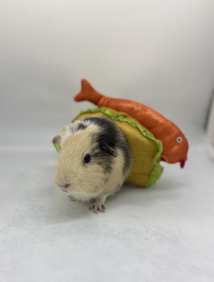 Enlarge Slurpee, a Adoptable Guinea Pig in Largo, FL image 3/3