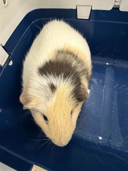 Enlarge Slurpee, a Adoptable Guinea Pig in Largo, FL image 2/2
