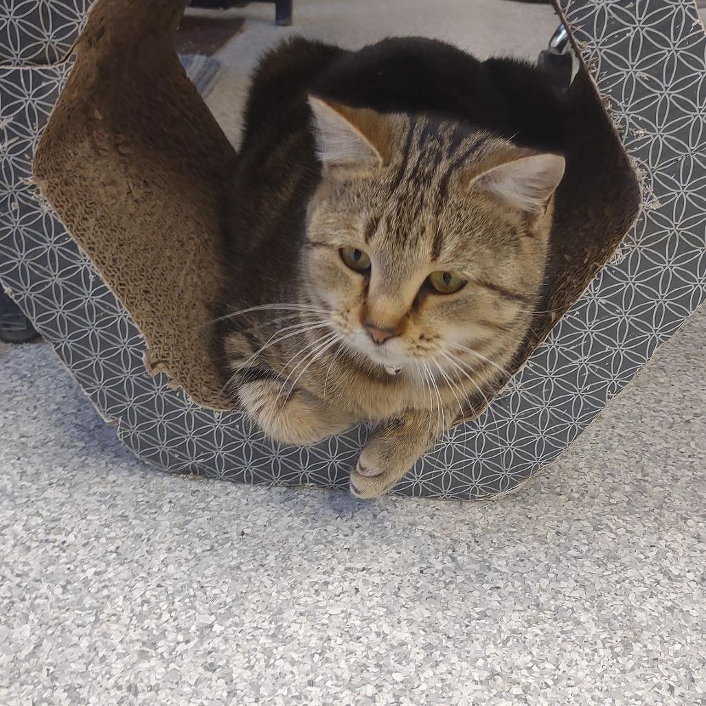 Moon Pie, Adoptable, Adult Female Domestic Short Hair.