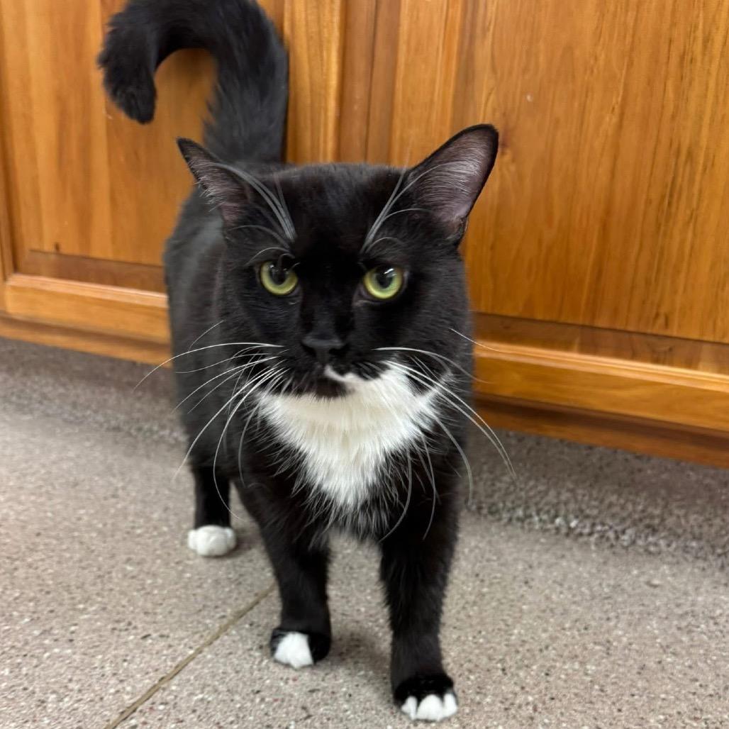 Cran, Adoptable, Adult Female Domestic Short Hair.