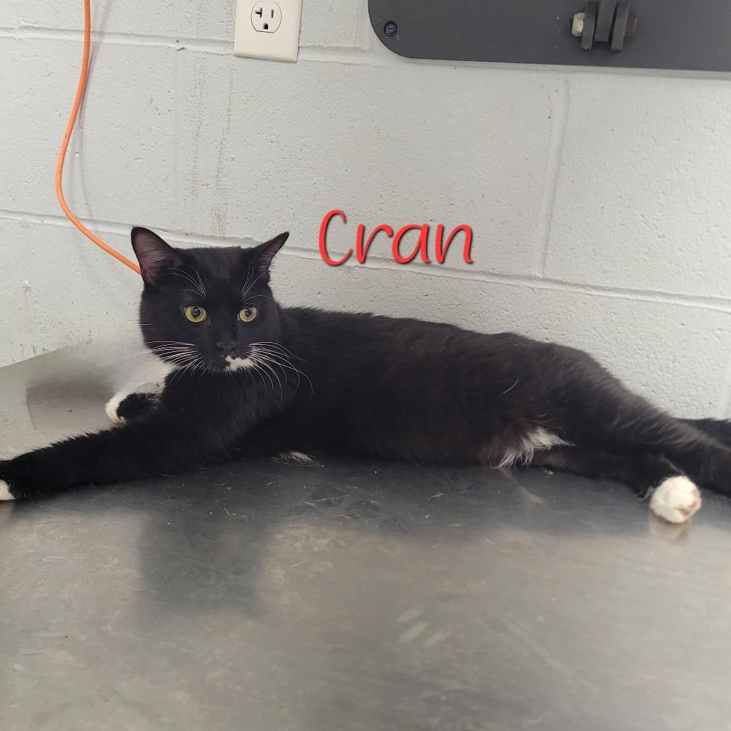Enlarge Cran, a Adoptable Domestic Short Hair in Parkersburg, WV image 2/6
