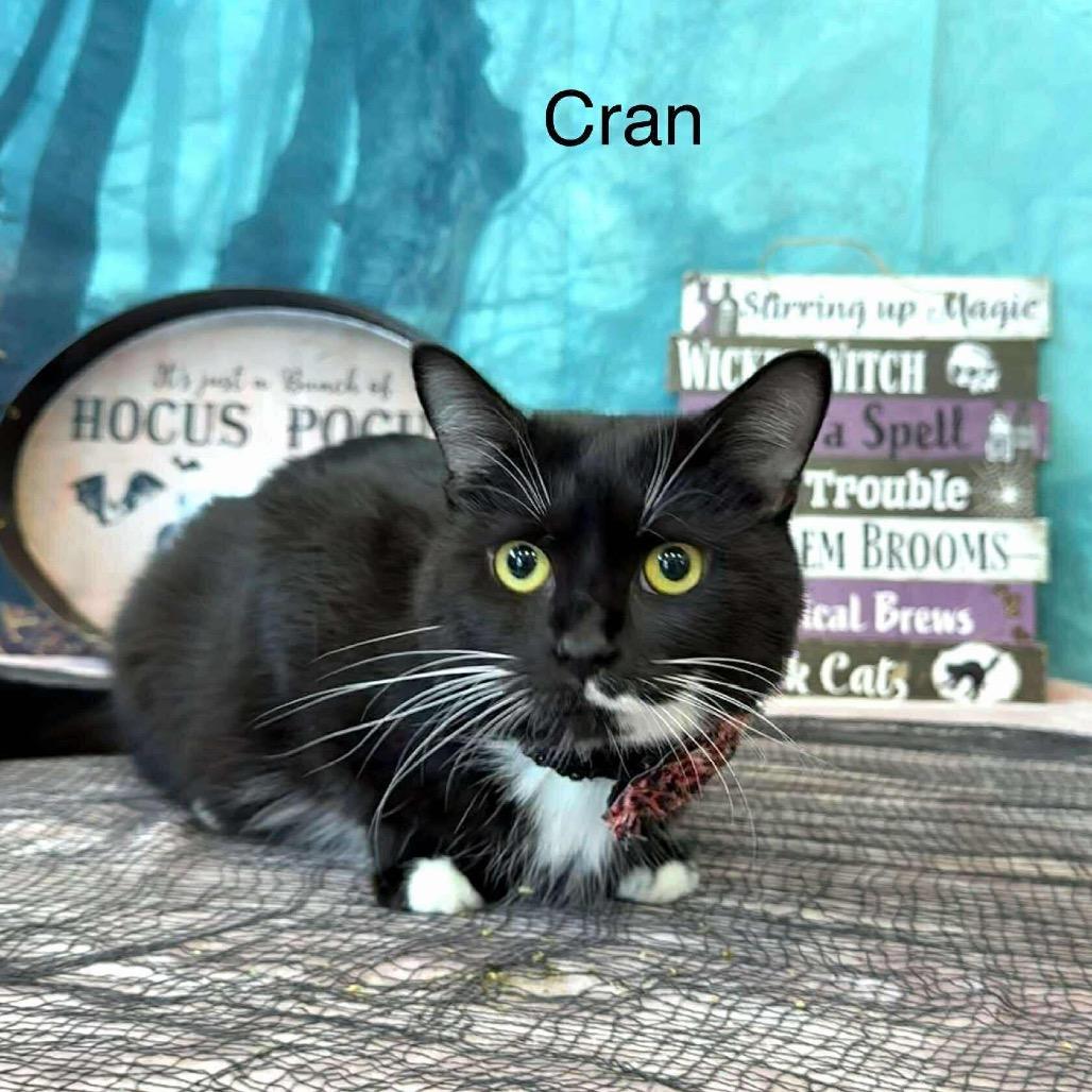 Enlarge Cran, a Adoptable Domestic Short Hair in Parkersburg, WV image 3/6