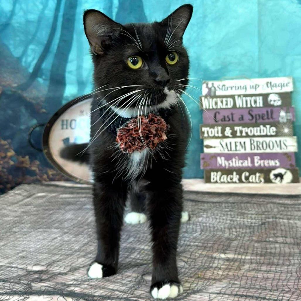 Enlarge Cran, a Adoptable Domestic Short Hair in Parkersburg, WV image 4/6