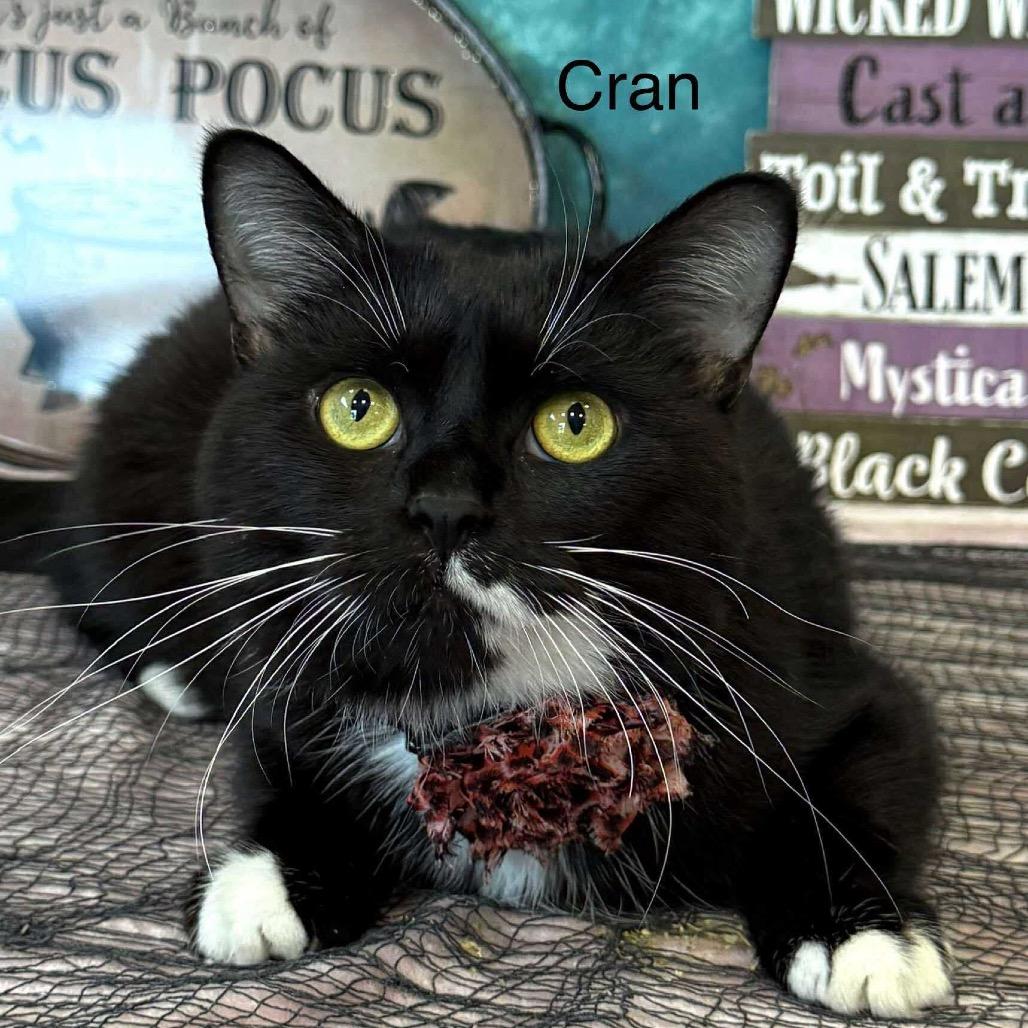 Enlarge Cran, a Adoptable Domestic Short Hair in Parkersburg, WV image 5/6