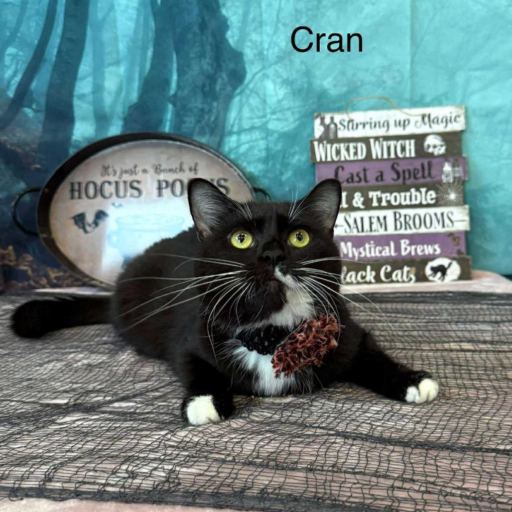 Enlarge Cran, a Adoptable Domestic Short Hair in Parkersburg, WV image 6/6