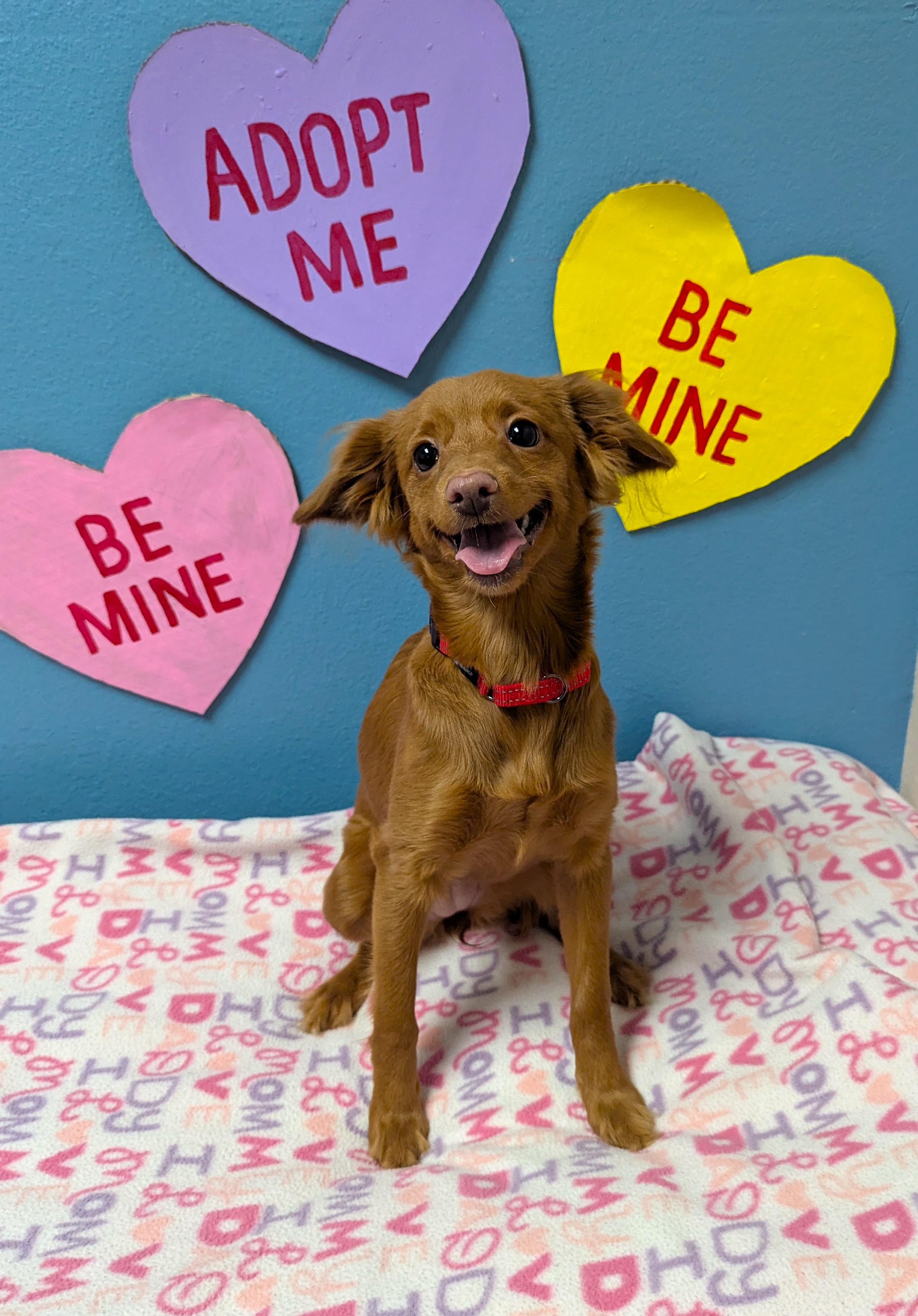 Kiki, adopted, Young Female Mixed Breed.