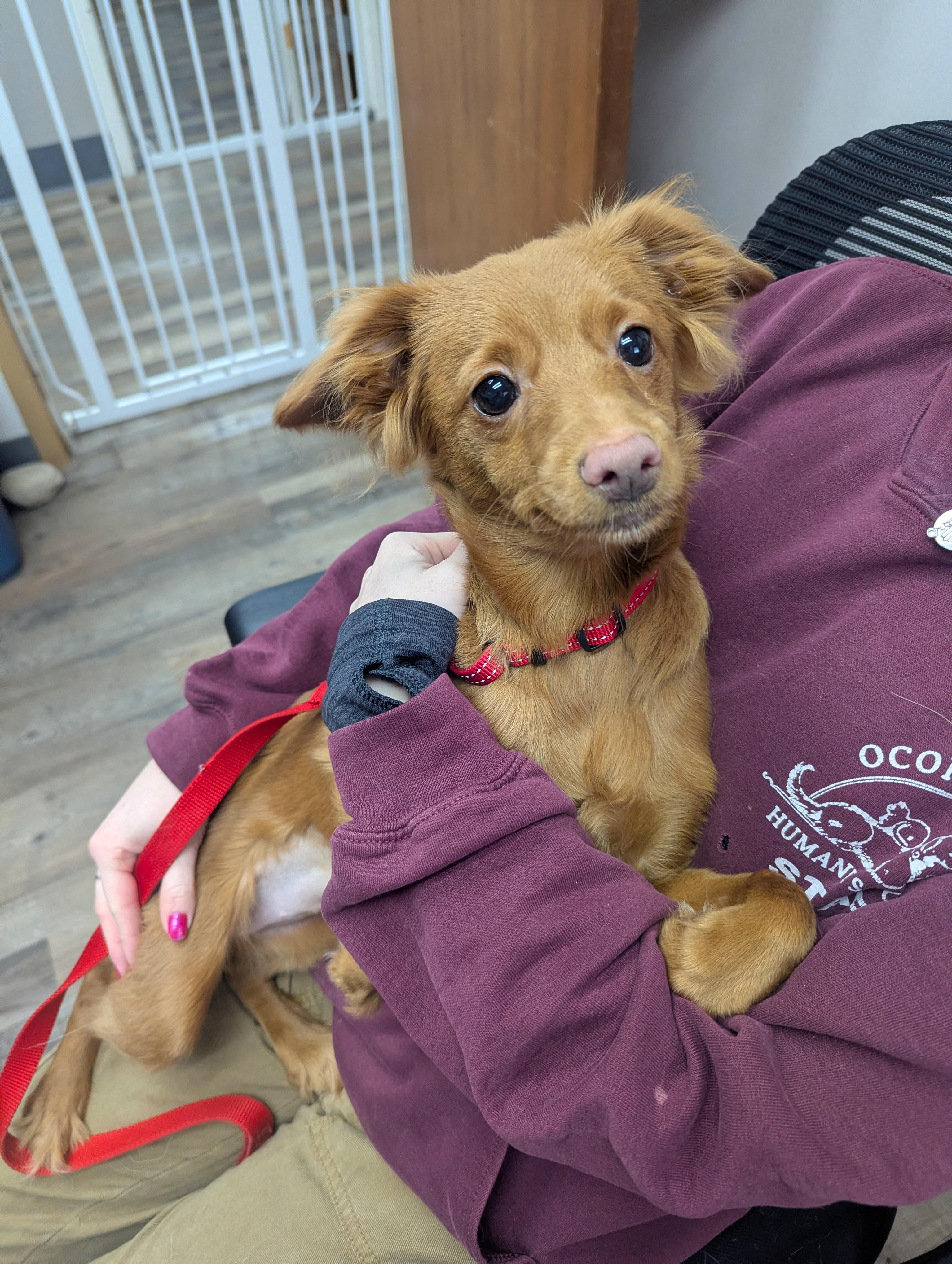 Enlarge Kiki, an adopted Mixed Breed in Oconto, WI image 2/3