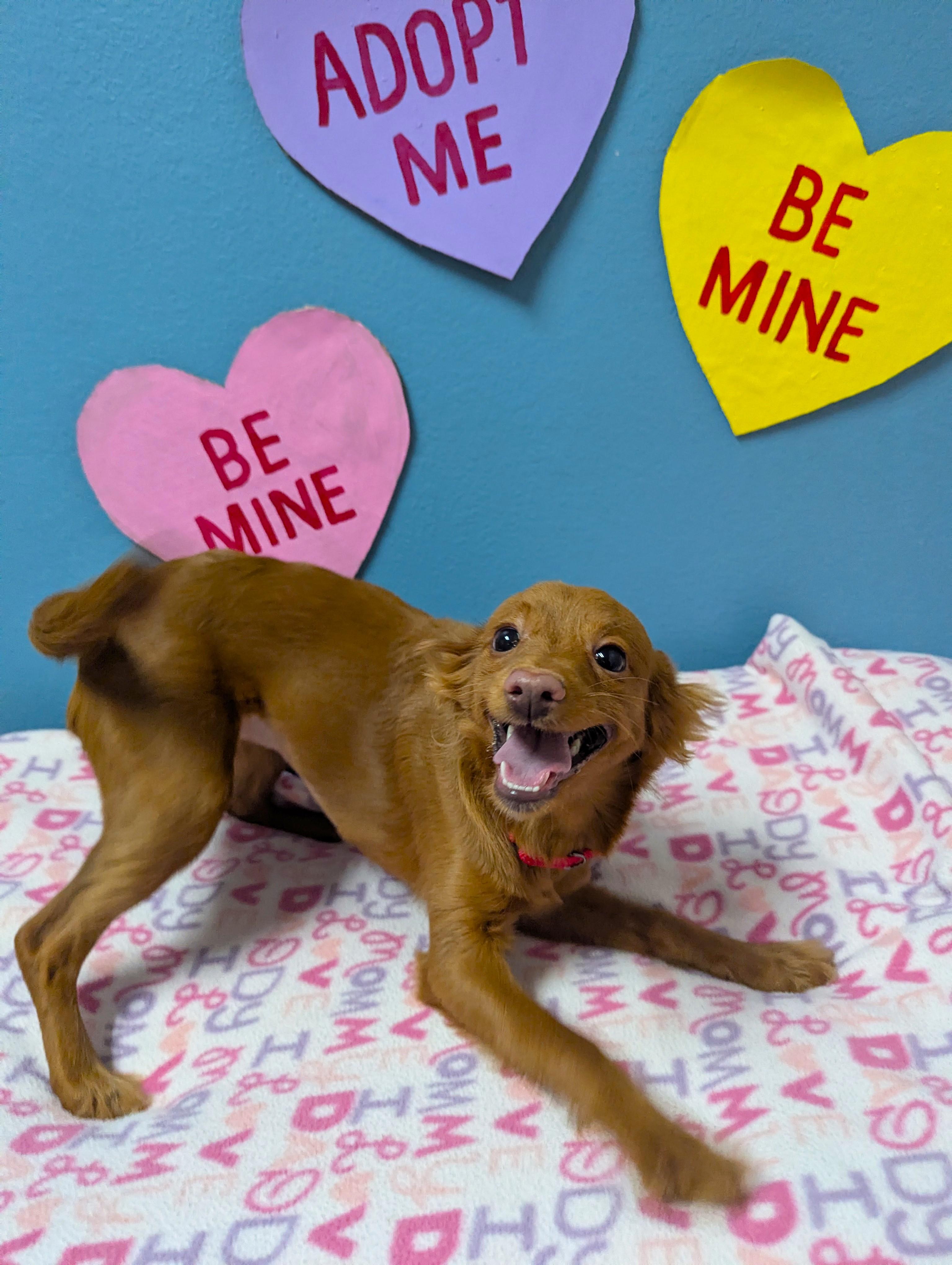 Enlarge Kiki, an adopted Mixed Breed in Oconto, WI image 3/3