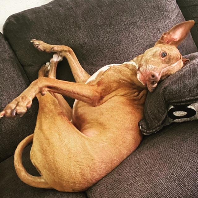 Trooper, Adoptable, Adult Male Hound & Pit Bull Terrier.