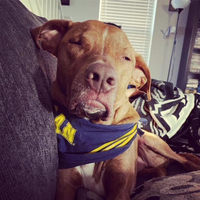 Enlarge Trooper, a Adoptable mixed breed in San Antonio, TX image 2/6