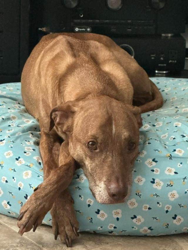 Enlarge Trooper, a Adoptable mixed breed in San Antonio, TX image 3/6