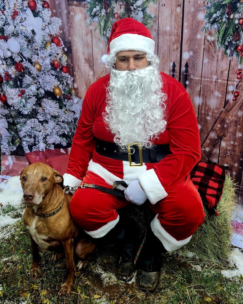 Enlarge Trooper, a Adoptable mixed breed in San Antonio, TX image 4/6