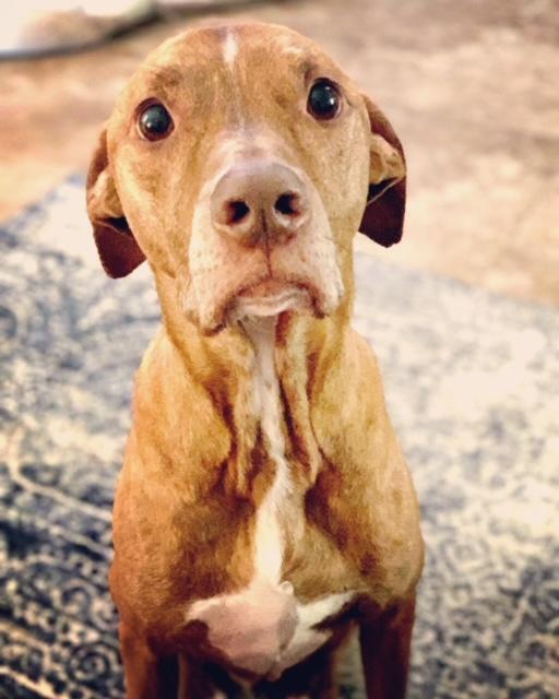 Enlarge Trooper, a Adoptable mixed breed in San Antonio, TX image 5/6