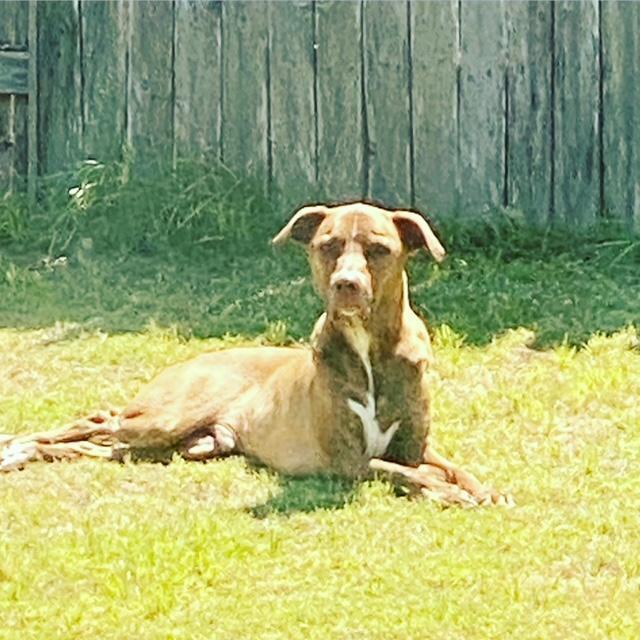 Trooper, Adoptable, Adult Male Hound & Pit Bull Terrier.