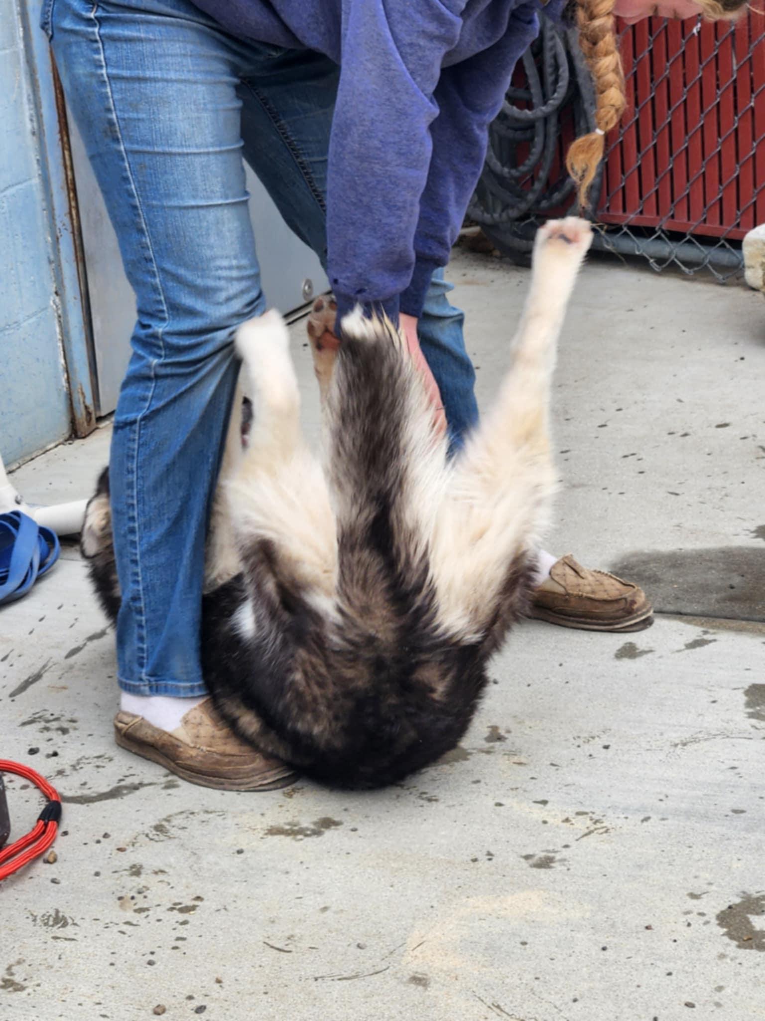 Faye, a Adopted mixed breed in Missoula, MT image 3/4