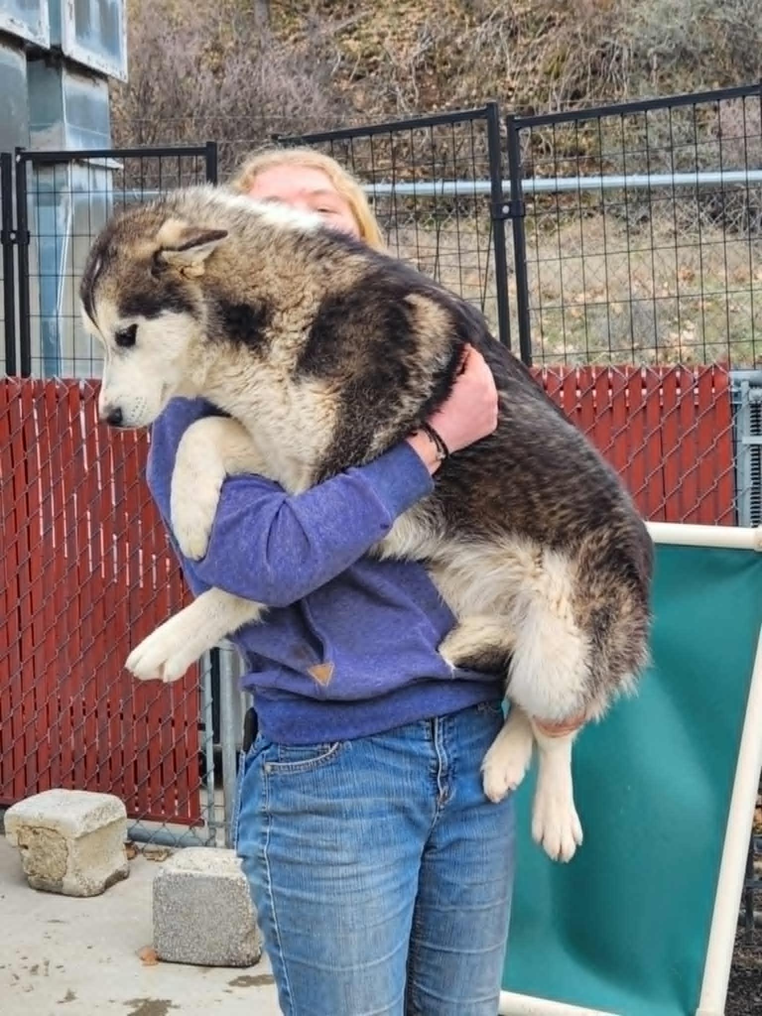 Faye, an adoptable Siberian Husky, White German Shepherd in Missoula, MT, 59803 | Photo Image 4
