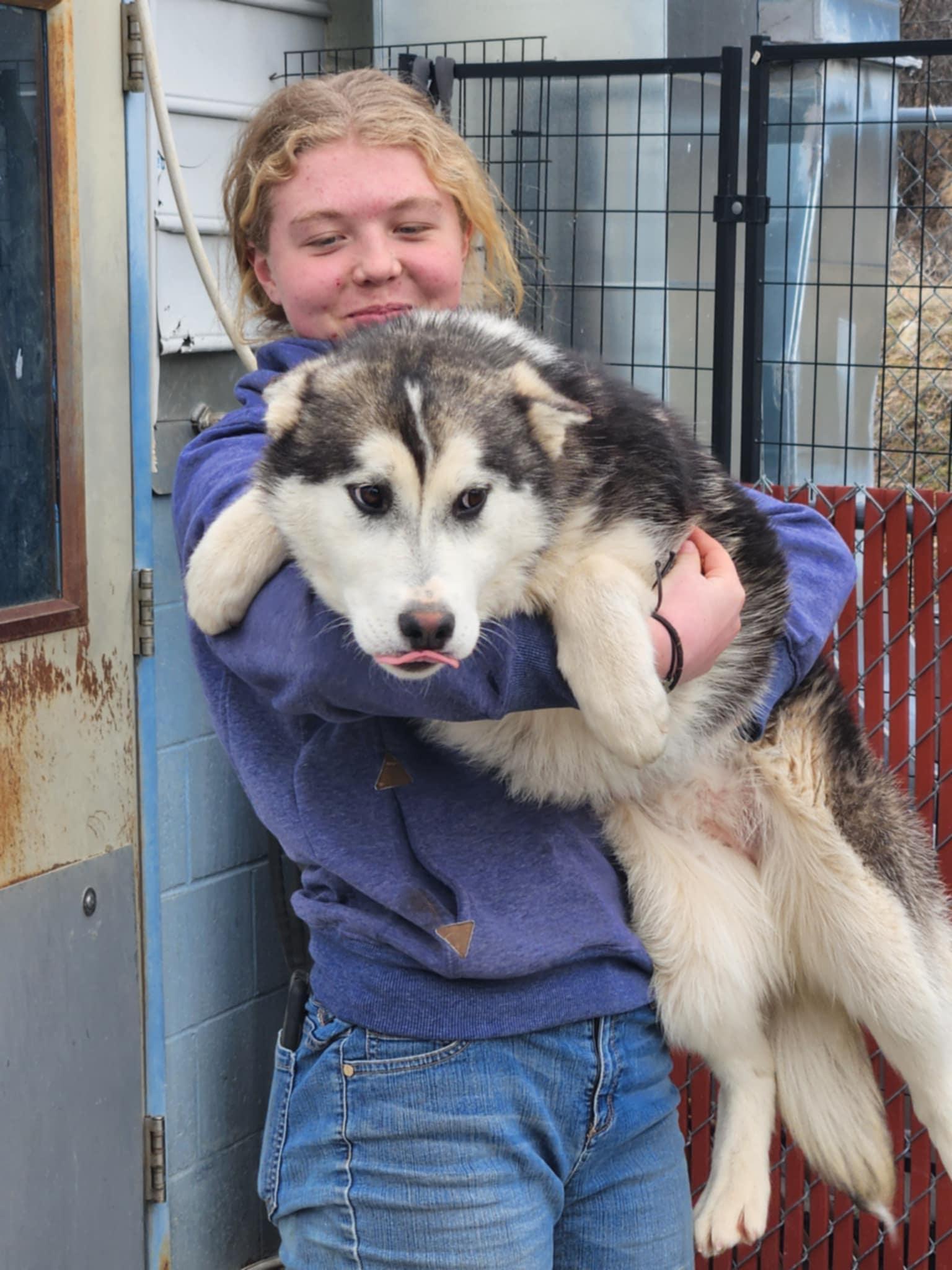 Faye, Adopted, Young Female Siberian Husky & White German Shepherd.