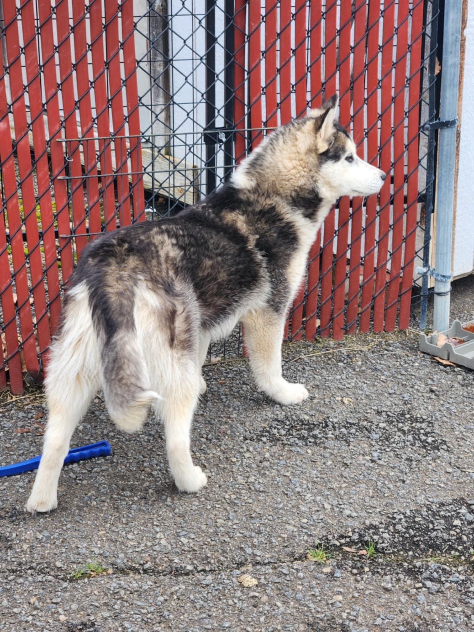 Faye, an adoptable Siberian Husky, White German Shepherd in Missoula, MT, 59803 | Photo Image 2