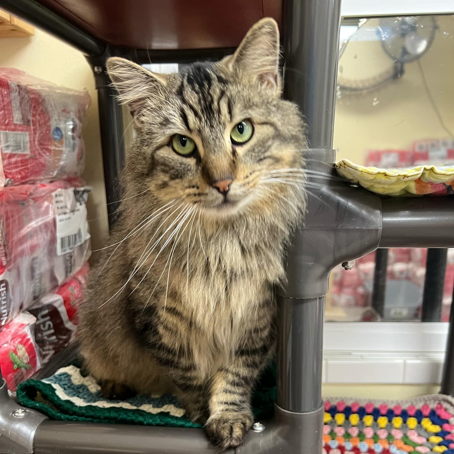Enlarge Dipper, a ADOPTABLE Domestic Long Hair in Quincy, IL image 1/4