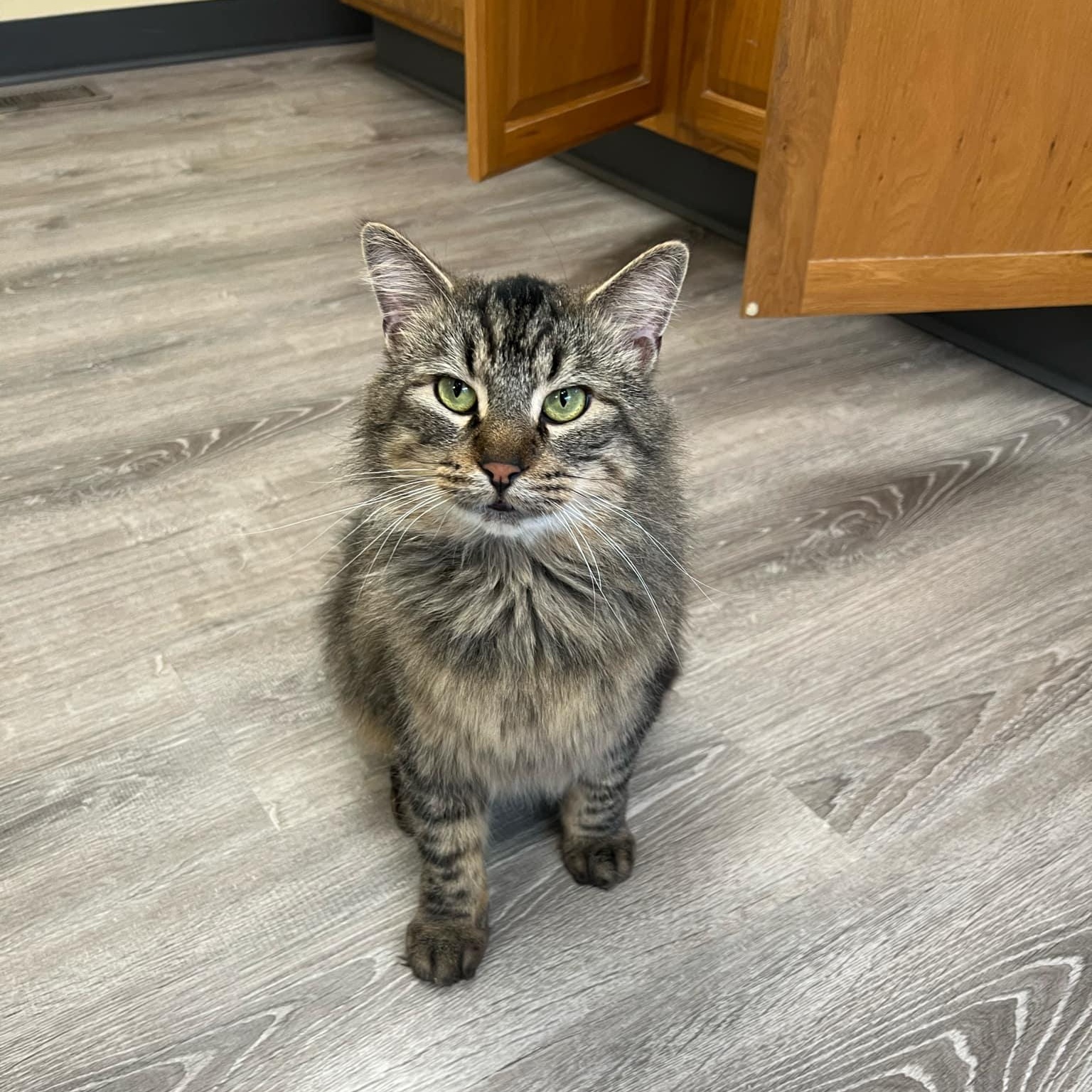 Enlarge Dipper, a ADOPTABLE Domestic Long Hair in Quincy, IL image 3/4