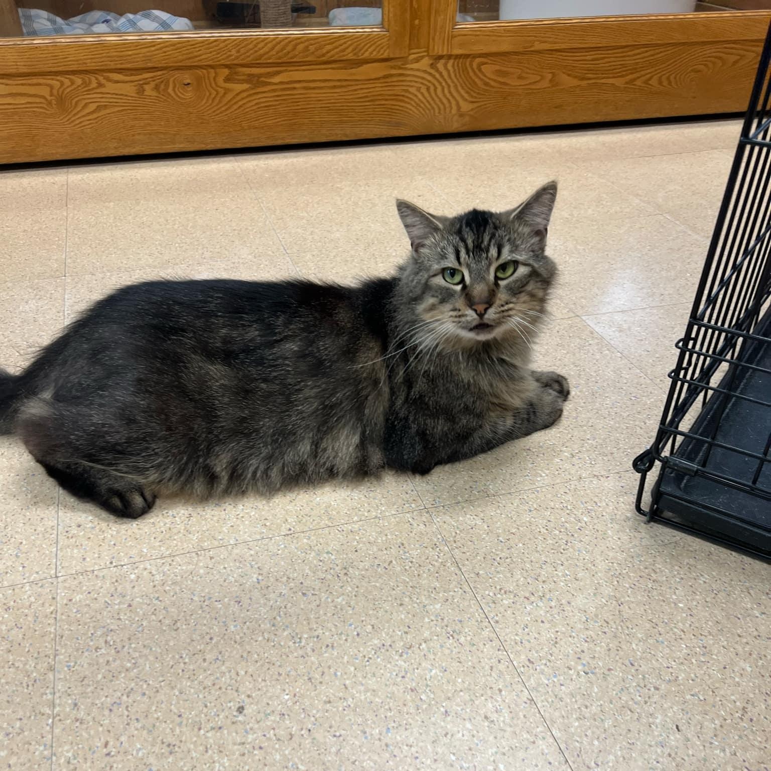 Enlarge Dipper, a ADOPTABLE Domestic Long Hair in Quincy, IL image 4/4