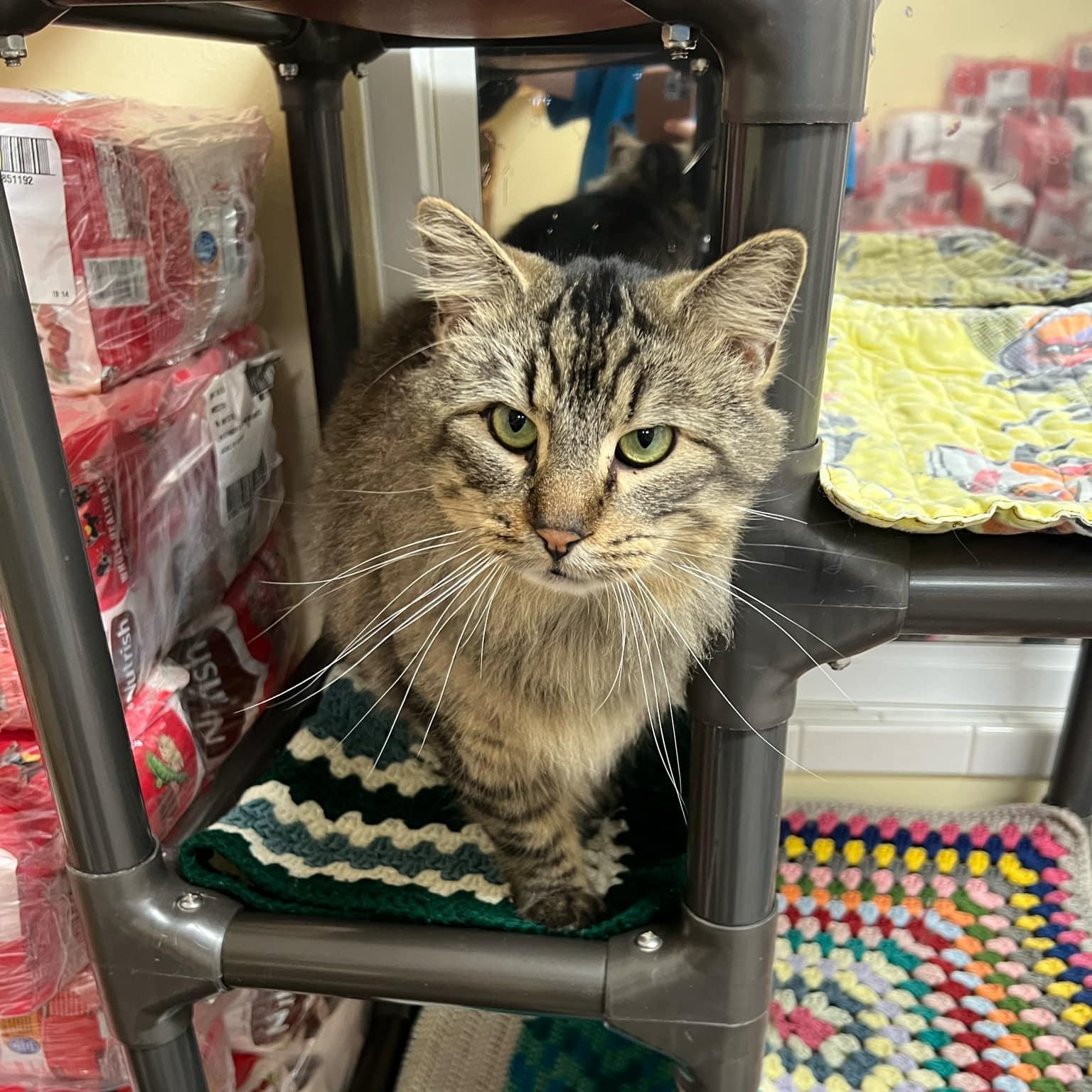 Enlarge Dipper, a ADOPTABLE Domestic Long Hair in Quincy, IL image 2/4