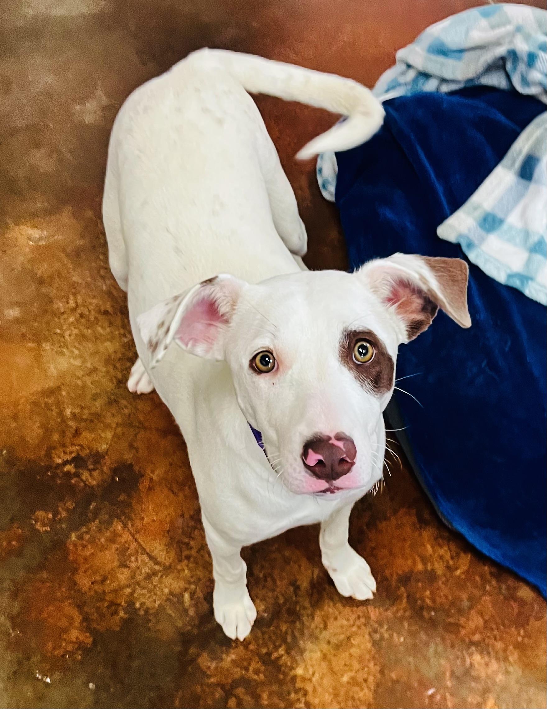 Ashlynn , ADOPTABLE, Young Female Australian Shepherd & Beagle.