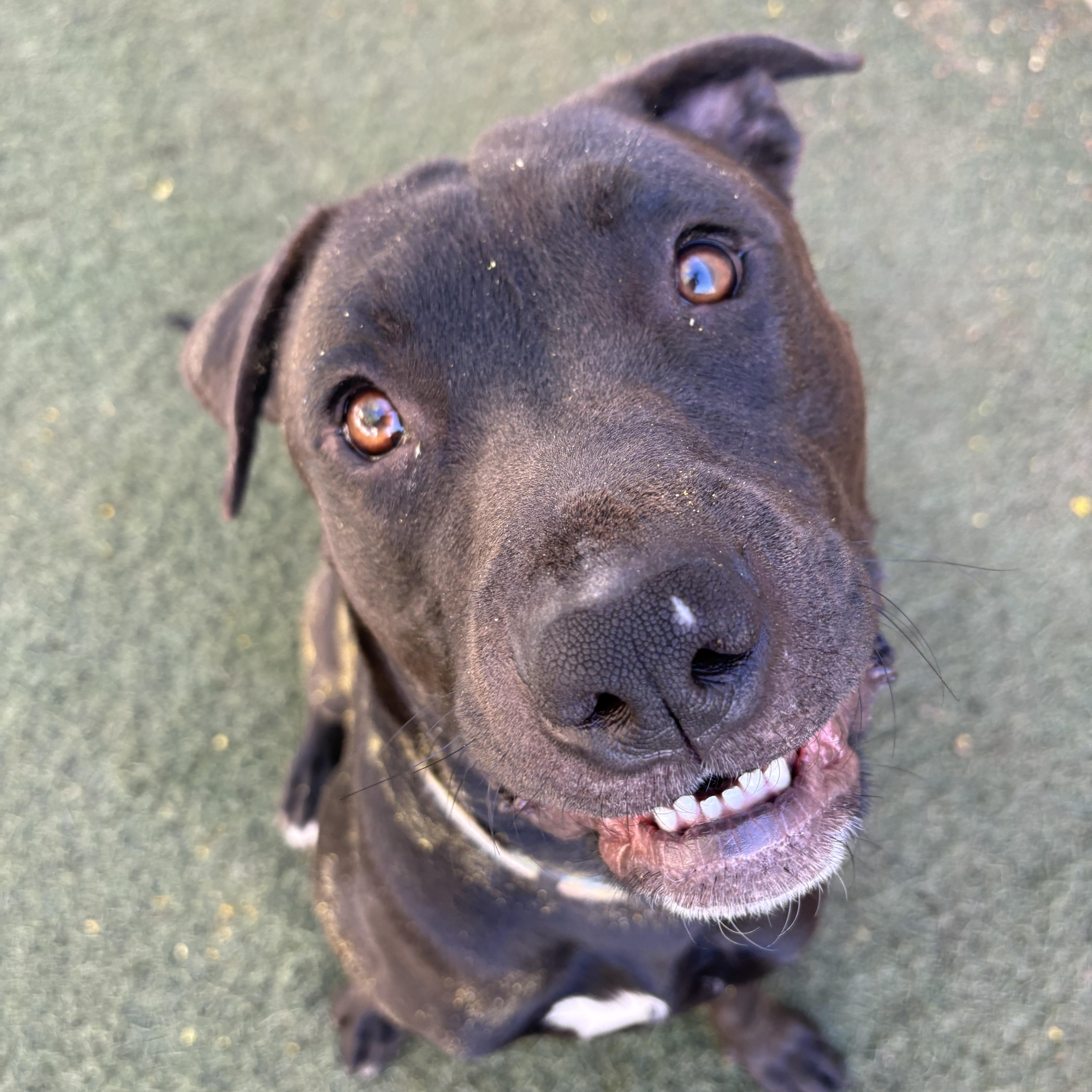 Enlarge Bentley, a ADOPTABLE Black Labrador Retriever in Queen Creek, AZ image 2/3