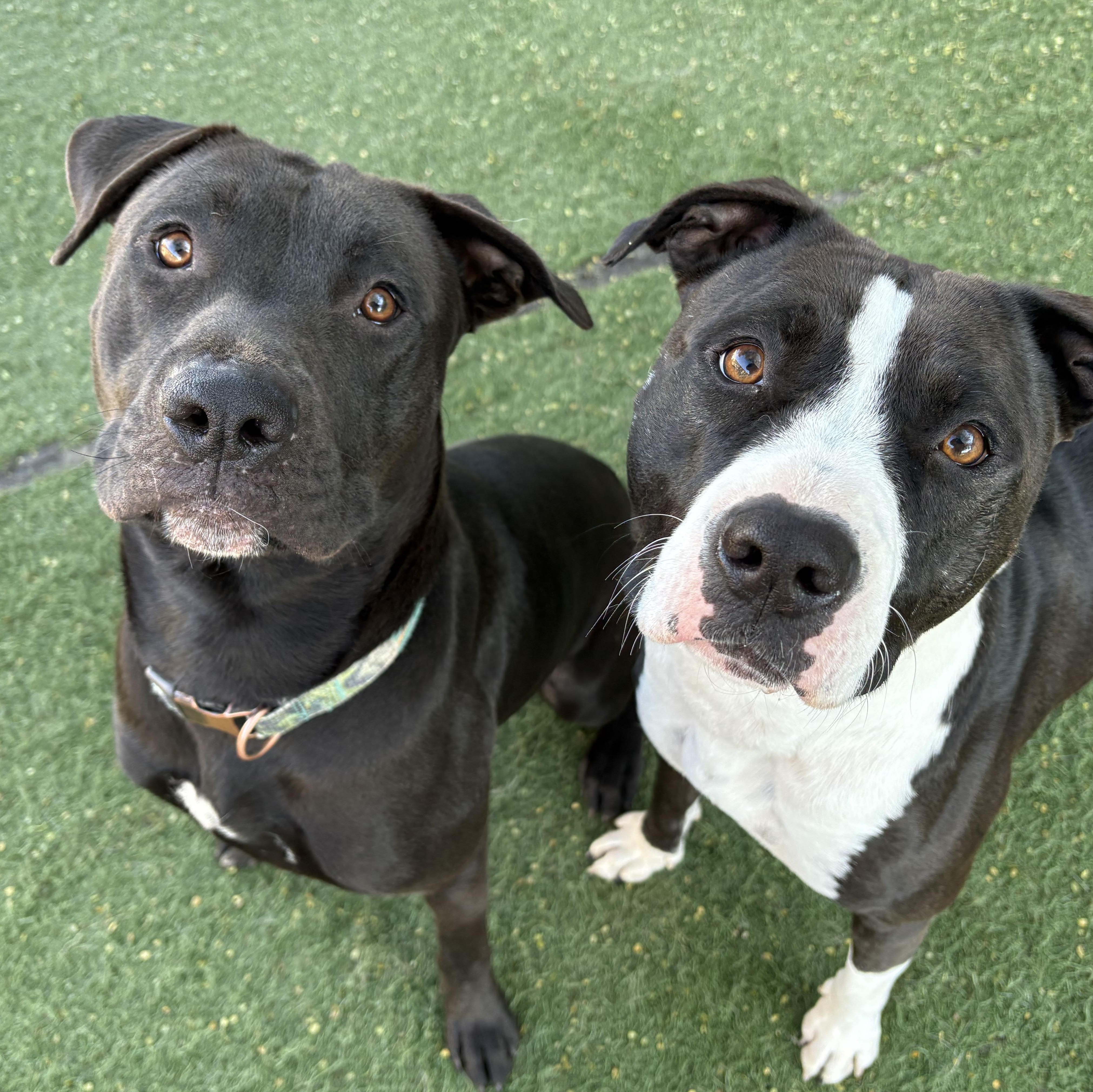 Enlarge Bentley, a ADOPTABLE mixed breed in Queen Creek, AZ image 4/5
