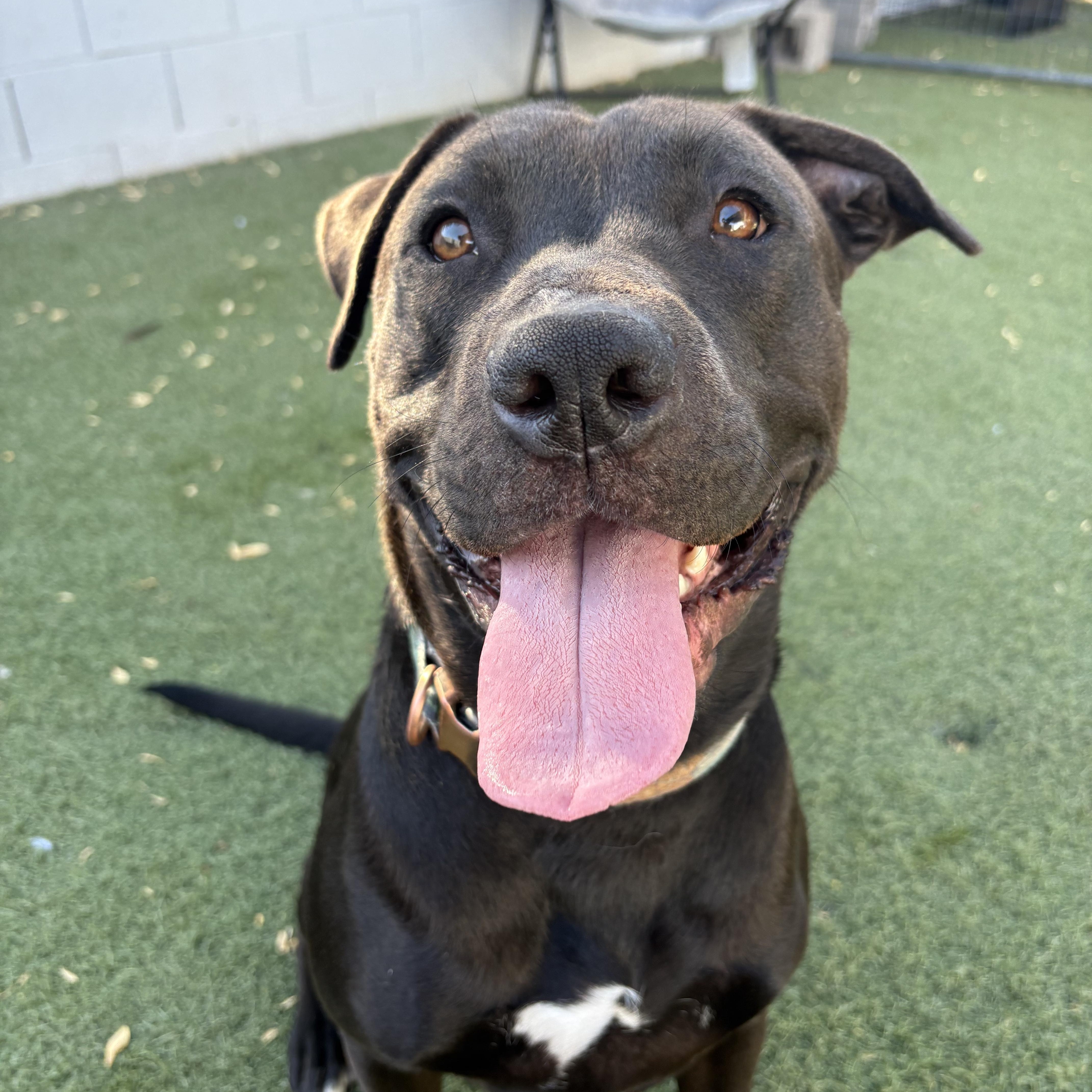 Bentley, ADOPTABLE, Young Male Black Labrador Retriever.