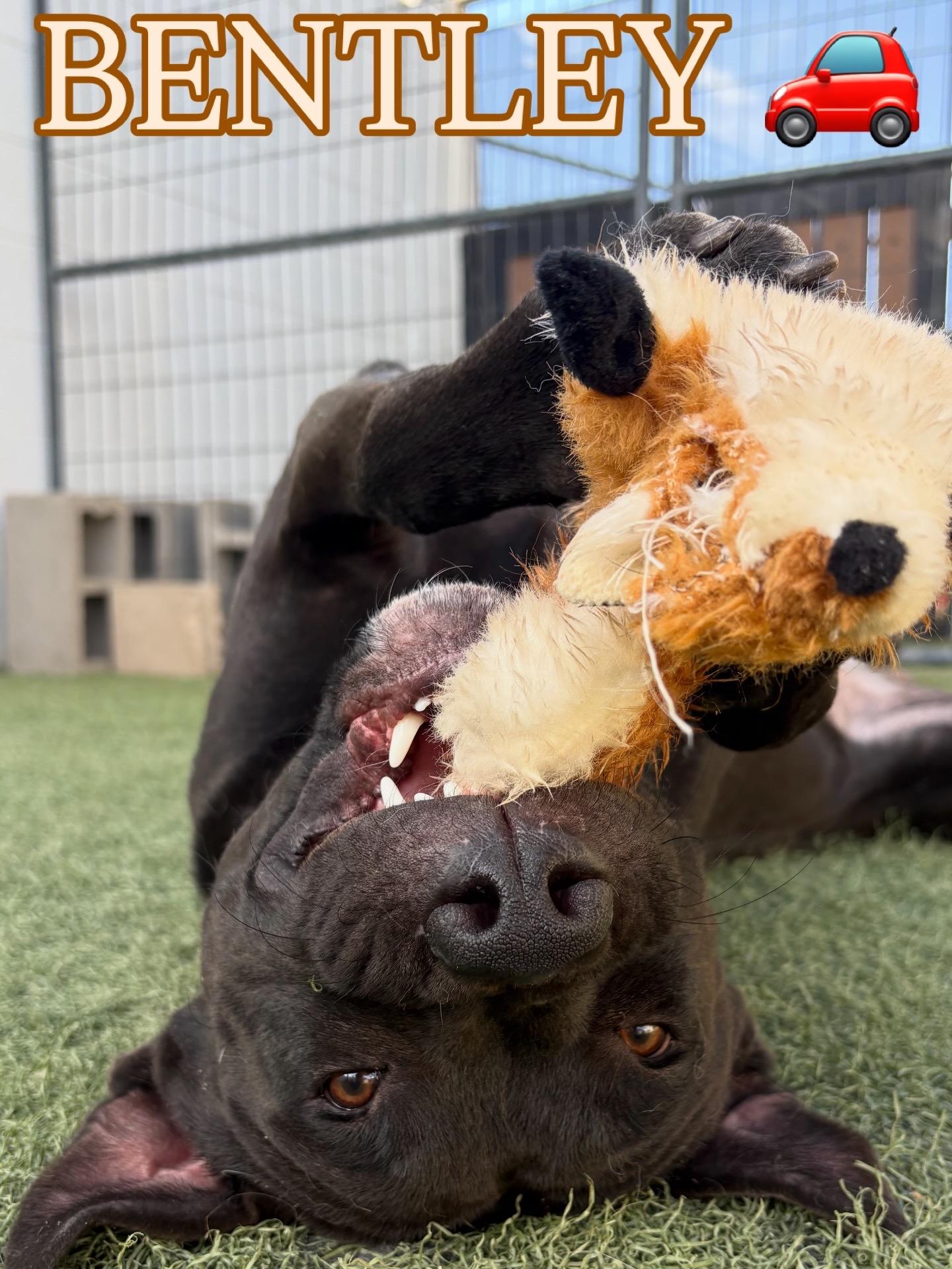 Bentley, ADOPTABLE, Young Male Black Labrador Retriever.