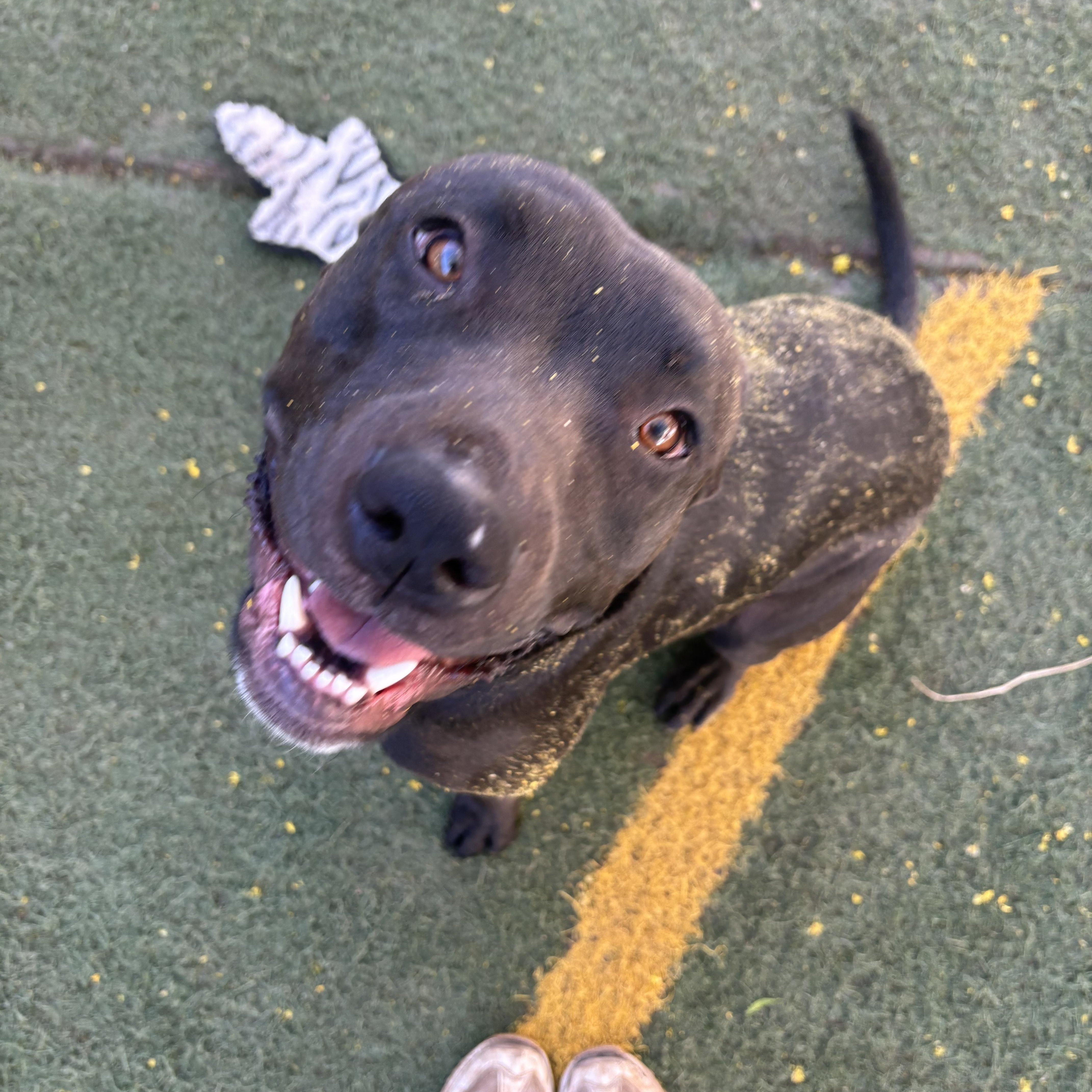 Enlarge Bentley, a ADOPTABLE Black Labrador Retriever in Queen Creek, AZ image 3/3