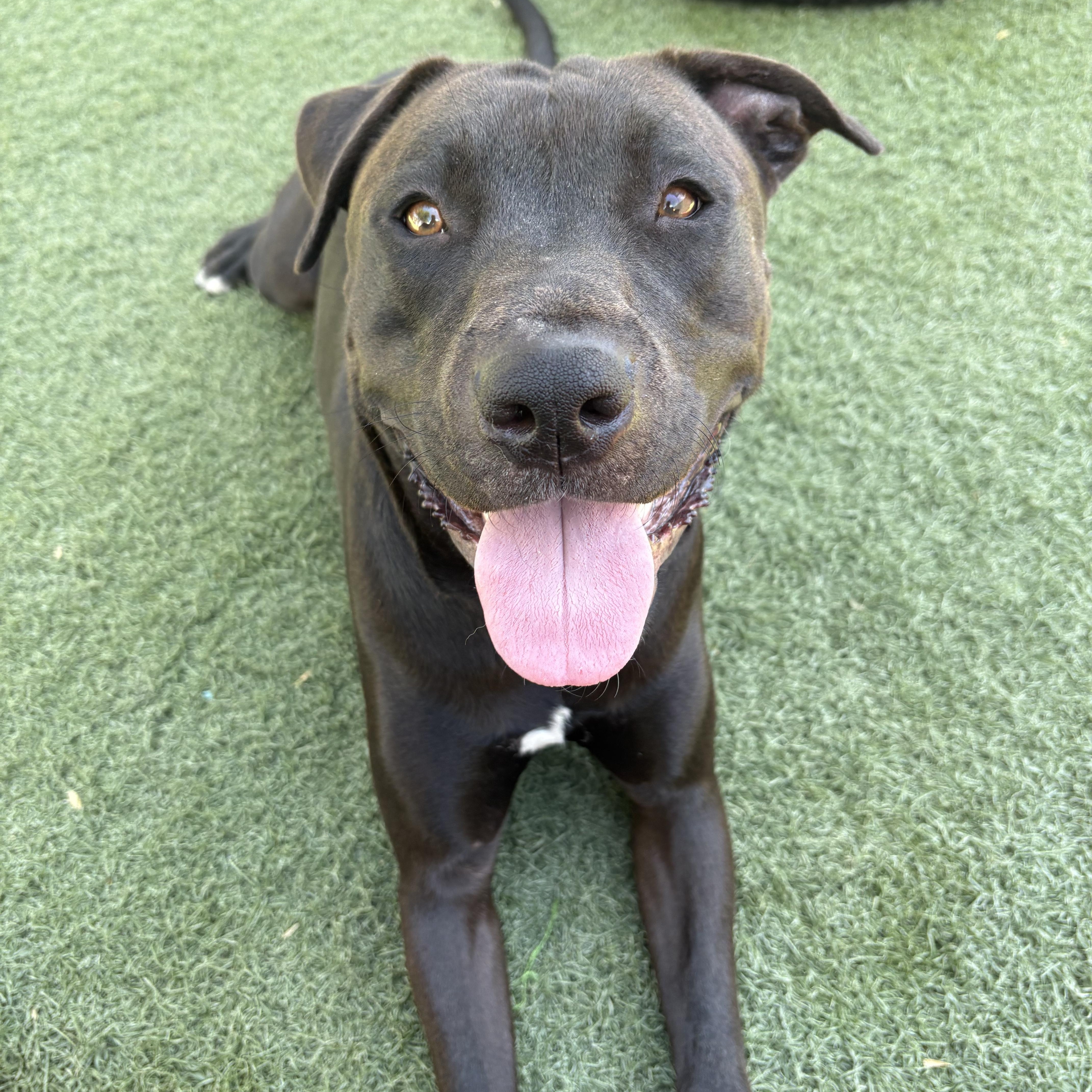 Enlarge Bentley, a ADOPTABLE mixed breed in Queen Creek, AZ image 5/5