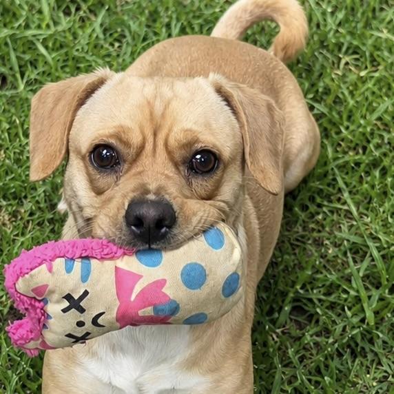 Nibbler, a ADOPTABLE mixed breed in Long Beach, WA image 2/3
