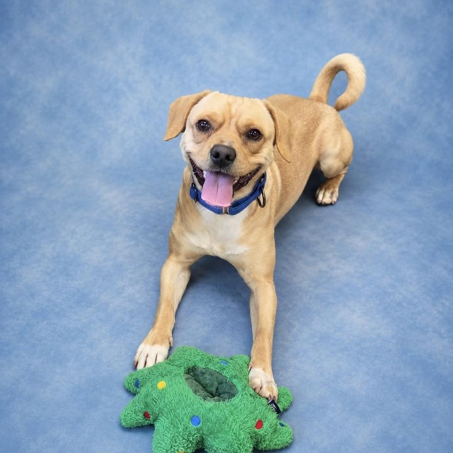 Nibbler, a ADOPTABLE mixed breed in Long Beach, WA image 1/3