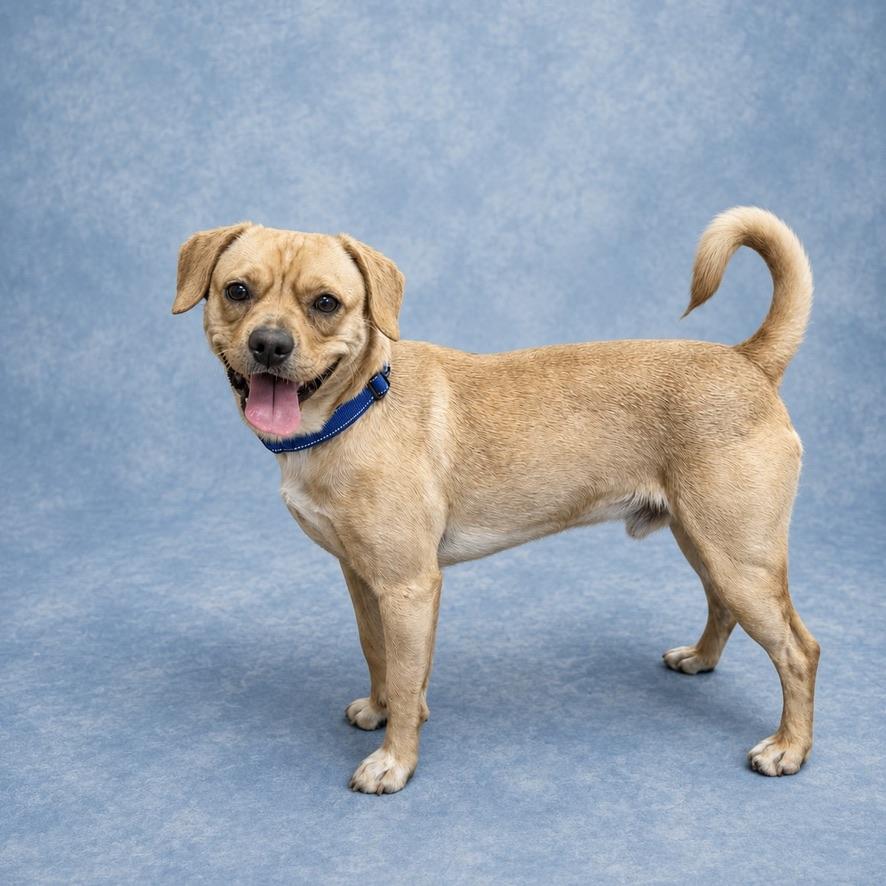 Nibbler, a ADOPTABLE mixed breed in Long Beach, WA image 3/3
