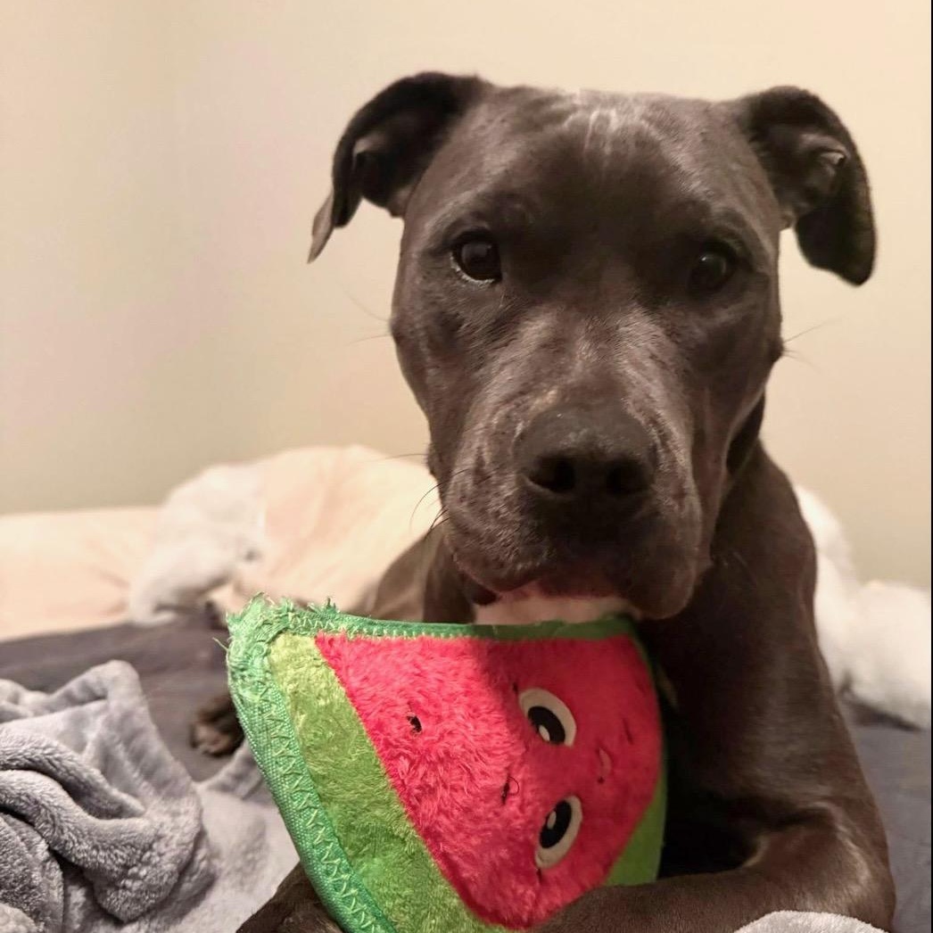 Enlarge Peaches, a Adoptable mixed breed in Ayden, NC image 2/6