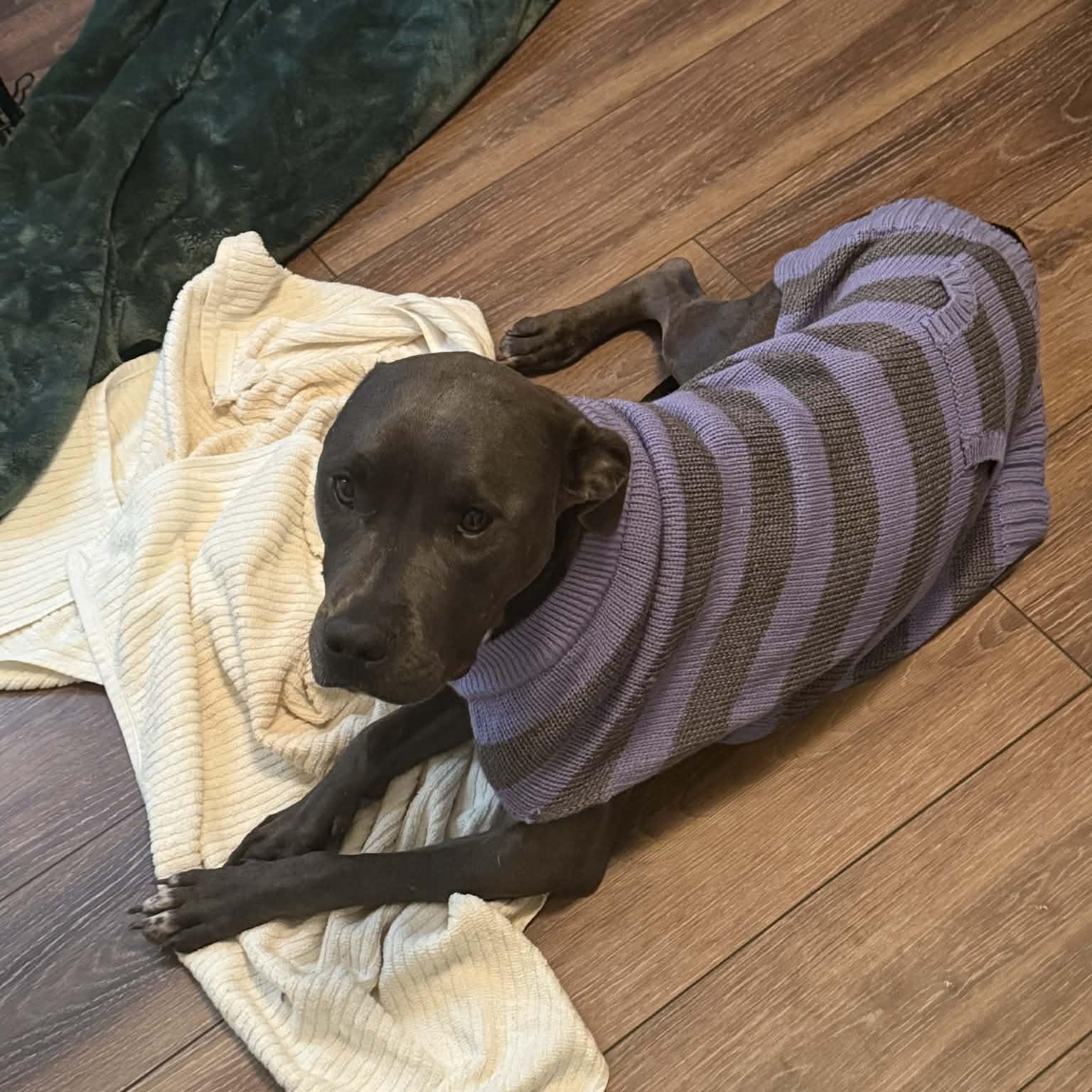 Enlarge Peaches, a Adoptable mixed breed in Ayden, NC image 5/6