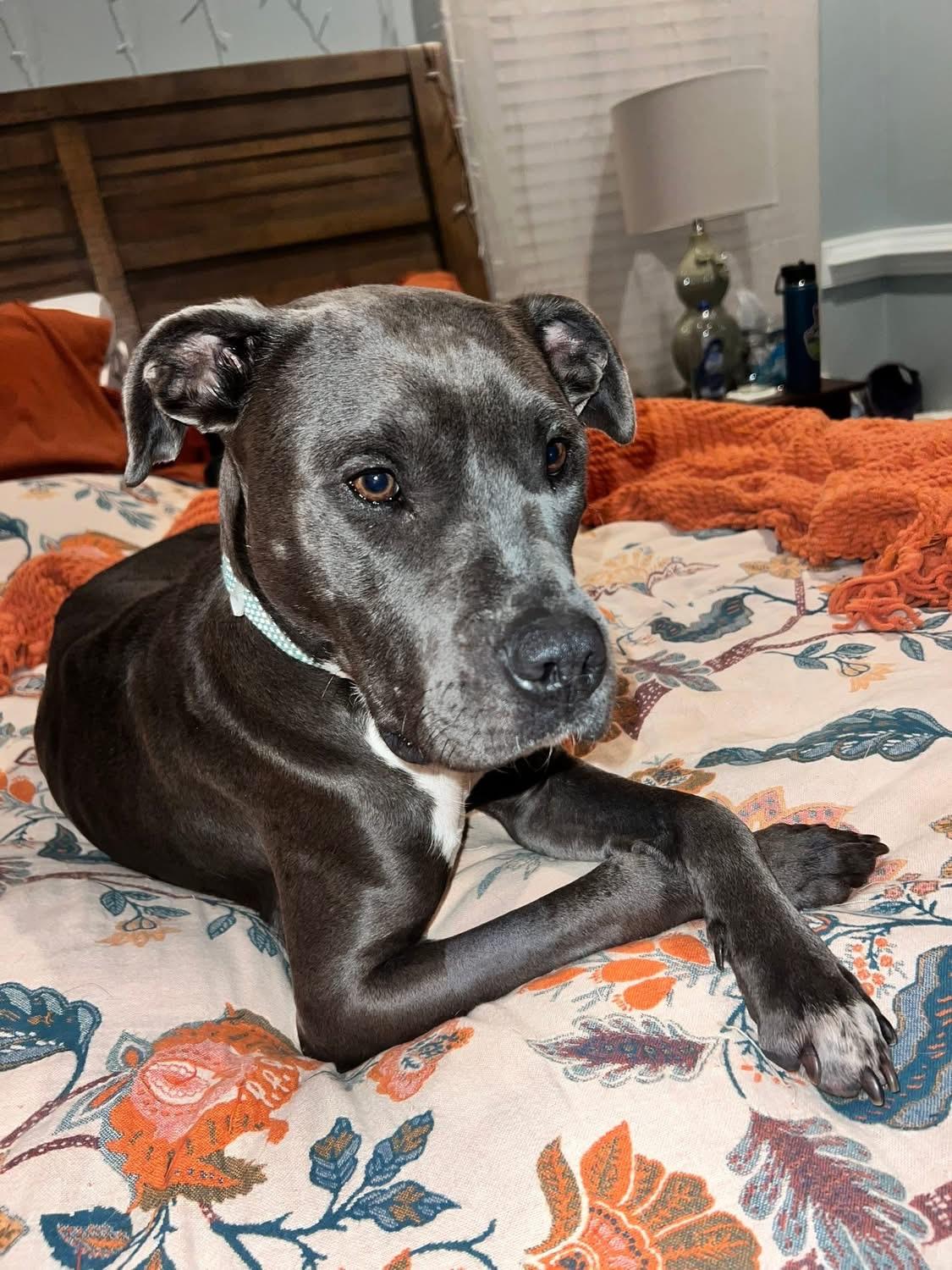 Peaches, Adoptable, Adult Female Pit Bull Terrier.