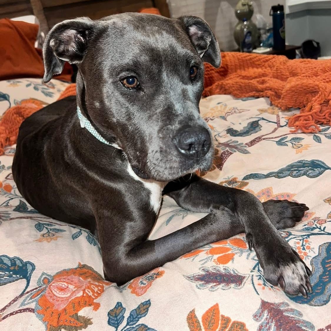 Enlarge Peaches, a Adoptable mixed breed in Ayden, NC image 1/6