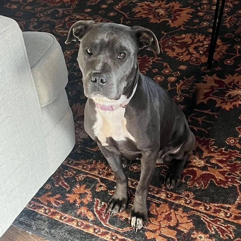 Enlarge Peaches, a Adoptable mixed breed in Ayden, NC image 6/6