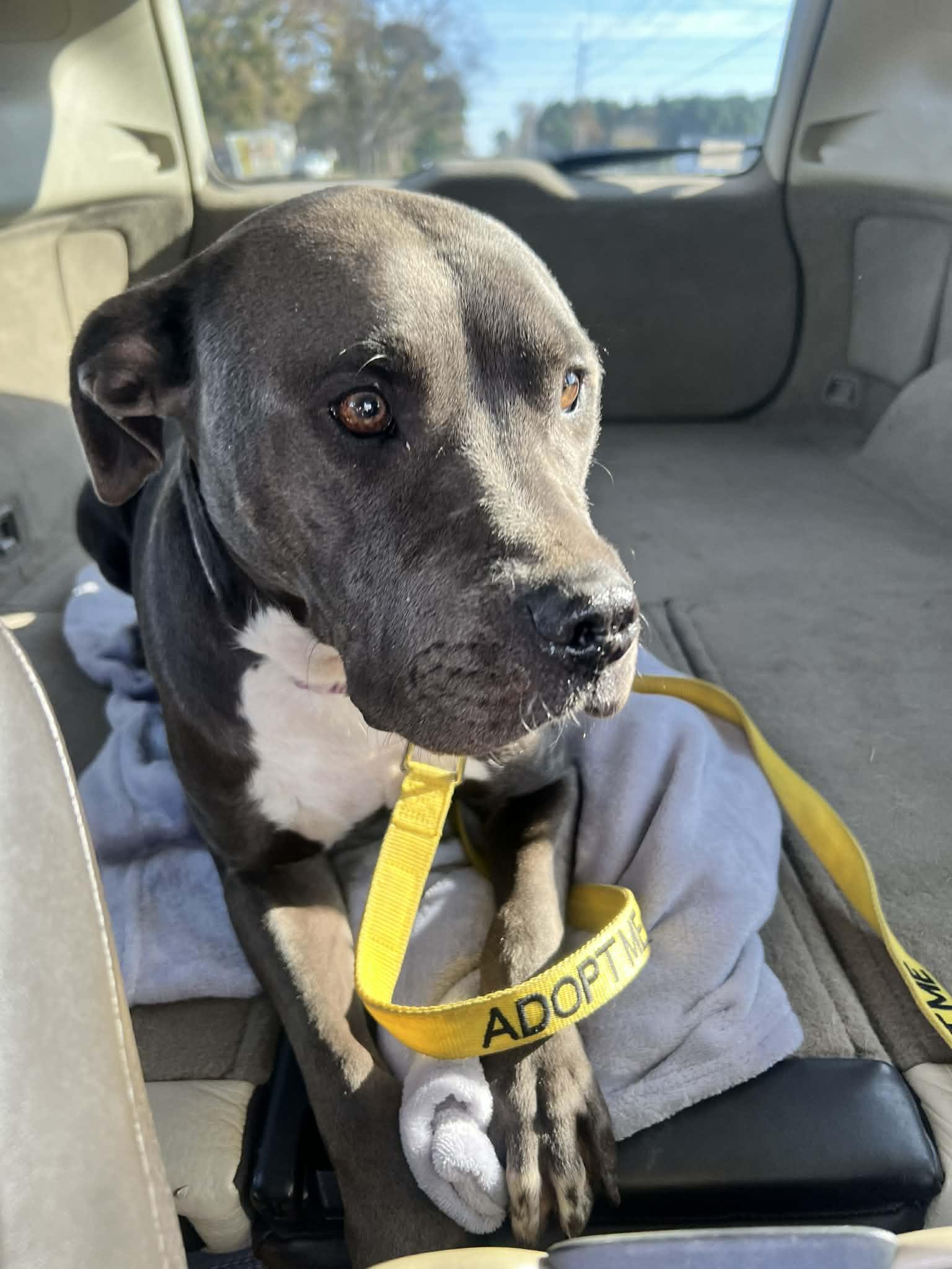 Enlarge Peaches, a Adoptable mixed breed in Ayden, NC image 2/6