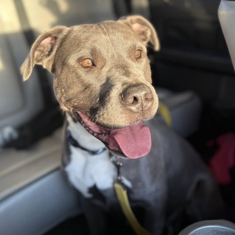 Enlarge Peaches, a Adoptable mixed breed in Ayden, NC image 1/6