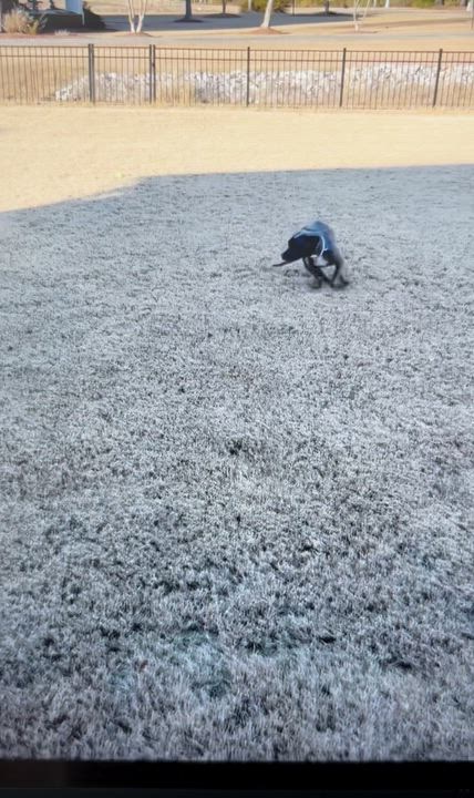 Enlarge Peaches, a Adoptable mixed breed in Ayden, NC video 3/6