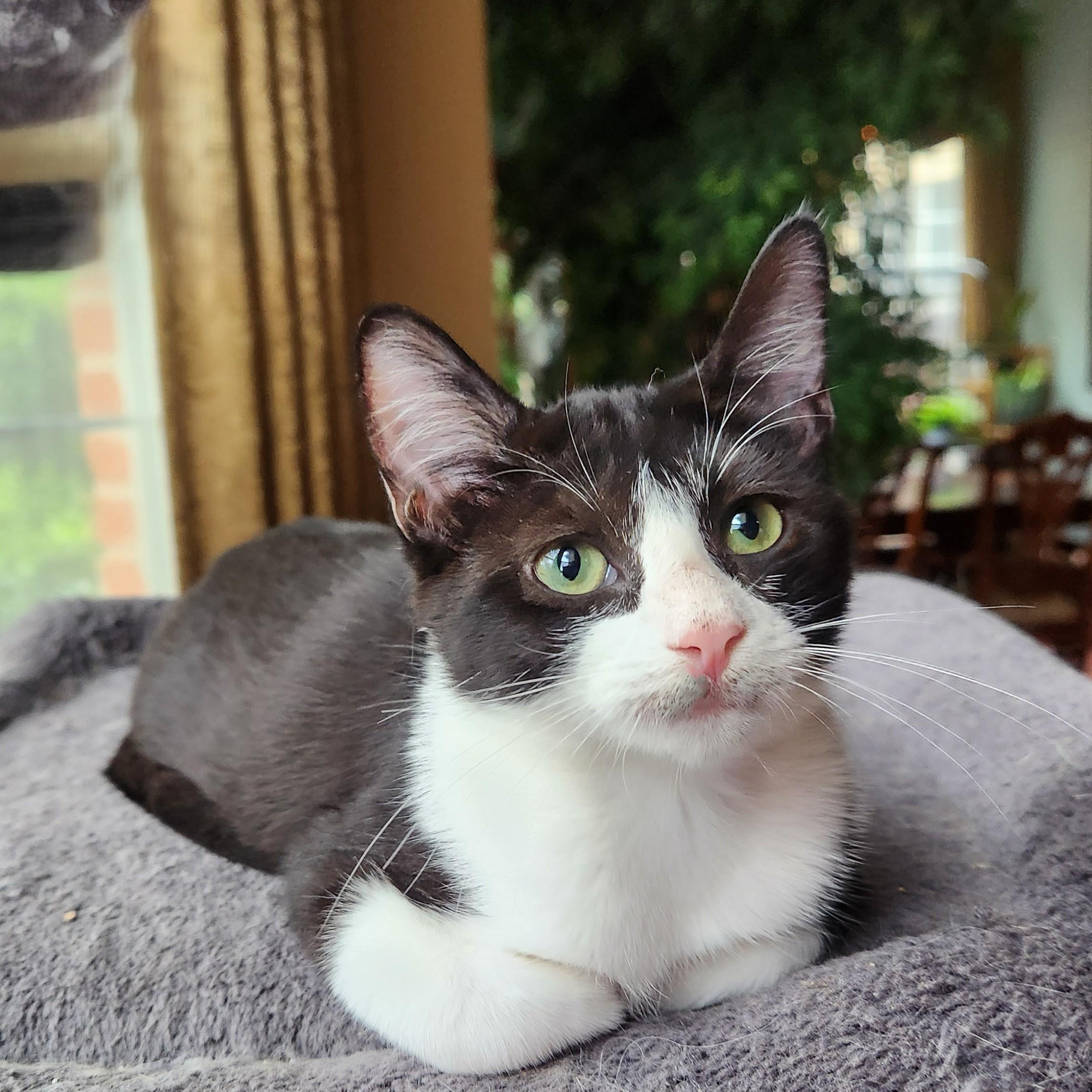 Purcilla (Velco kitty), adopted, Kitten Female American Shorthair.